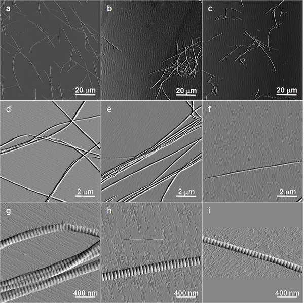 In Vitro Synthesis Of Native Fibrous Long Spacing And Segmental Long