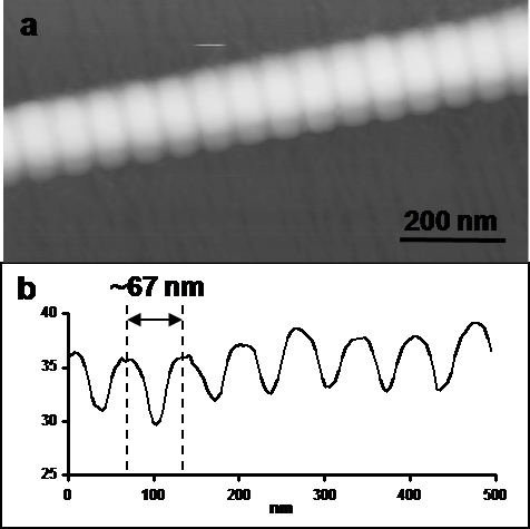 In Vitro Synthesis Of Native Fibrous Long Spacing And Segmental Long