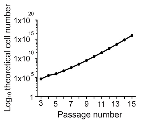 One Mouse Two Cultures Isolation And Culture Of Adult Neural Stem