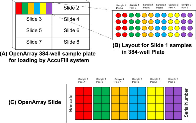 Probe Based Real Time PCR Approaches For Quantitative Measurement Of