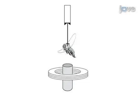 JoVE Research Video for A Magnetic Tether System to Investigate Visual and Olfactory Mediated Flight Control in Drosophila