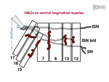 JoVE Research Video for Electrophysiological Recording in the Drosophila Embryo
