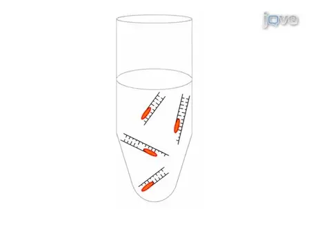 RNA Isolation from Embryonic Zebrafish and cDNA Synthesis for Gene Expression Analysis