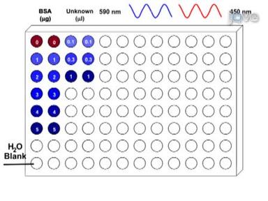 Microvolume Protein Concentration Determination using the NanoDrop ...