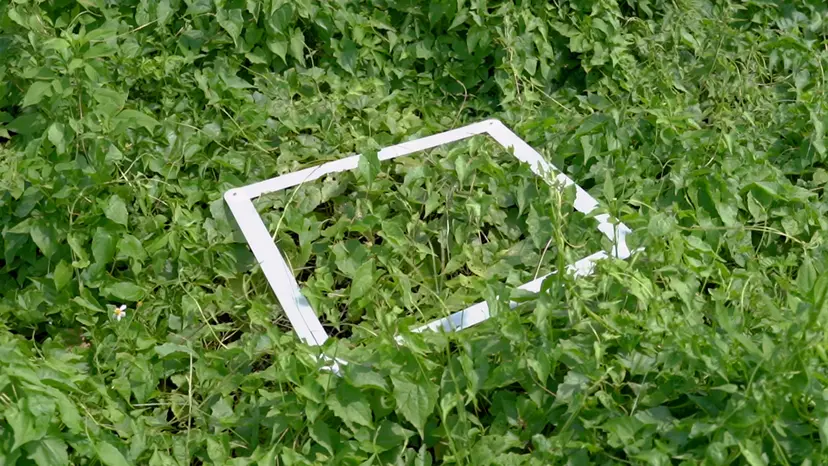 JoVE Research Video for Creating a UAV Image Dataset for the Estimation of Invasive Plant Biomass
