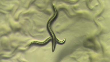 Large-Scale Extraction of Crude Sex Pheromones from 6-Day-Old Virgin <i>C. elegans</i>  Hermaphrodites