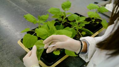 Agroinfiltration of Plant Leaf for Studying Plasmodesmal Protein Localization