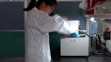 Heat Stress Treatment of <i>Arabidopsis</i> Seedlings and Sucrose Gradient Preparation for Polysome Profiling and RNA Extraction