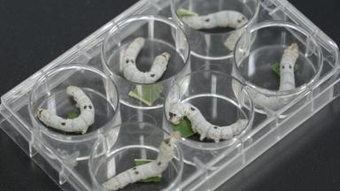 Chitosan/dsRNA Nanoparticle Feeding for Reverse Gene Functional Studies in Silkworm Larvae