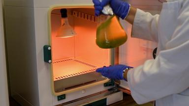 Preparation of Inoculum for Chlorophyll Quantification in <i>Chlorella sorokiniana</i>