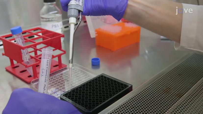 Fluorescence Microplate-Based Cycloheximide Chase Assay: A Technique to Monitor the Degradation Kinetics of Fluorescent Nuclear Misfolded Proteins