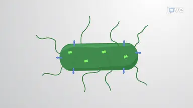 article