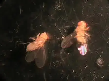 JoVE Research Video for Whole Cell Recordings from Brain of Adult Drosophila