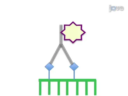 JoVE Research Video for Using Whole Mount in situ Hybridization to Link Molecular and Organismal Biology