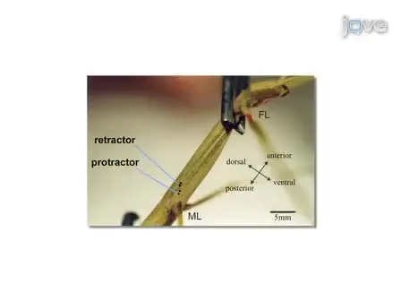 JoVE Research Video for Studying the Neural Basis of Adaptive Locomotor Behavior in Insects