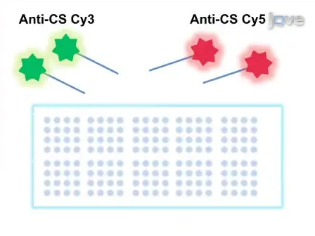 Determining Genetic Expression Profiles in <em>C. elegans</em> Using Microarray and Real-time PCR
