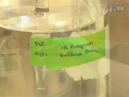 JoVE Research Video for A Genetic Screen to Isolate Toxoplasma gondii Host-cell Egress Mutants