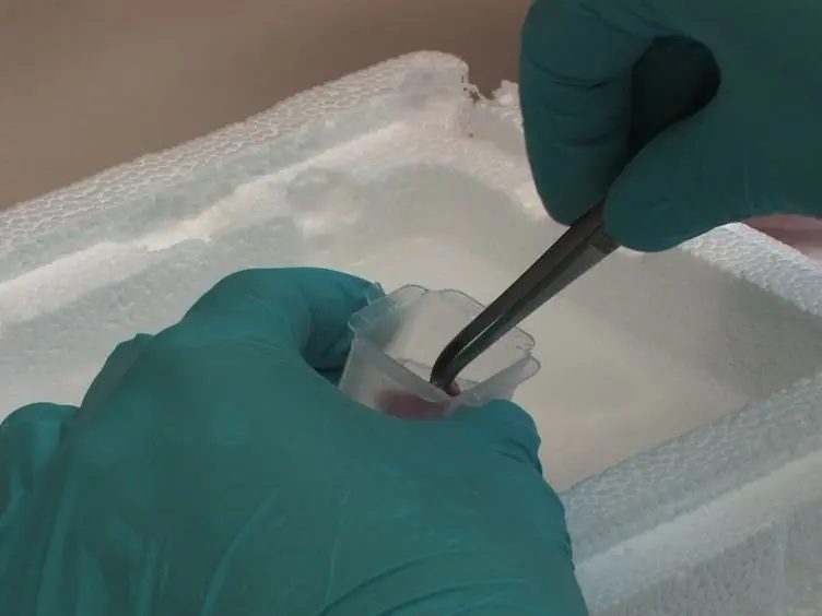 JoVE Research Video for Using Unfixed, Frozen Tissues to Study Natural Mucin Distribution