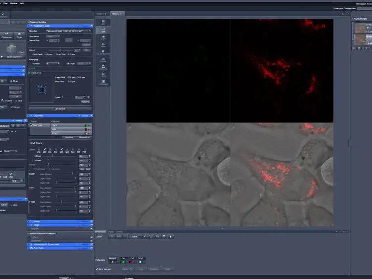 JoVE Research Video for A Faster, High Resolution, mtPA-GFP-based Mitochondrial Fusion Assay Acquiring Kinetic Data of Multiple Cells in Parallel Using Confocal Microscopy