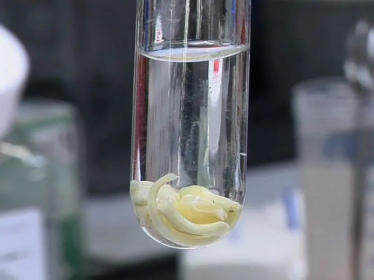 JoVE Research Video for Detection of MicroRNAs in Microglia by Real-time PCR in Normal CNS and During Neuroinflammation