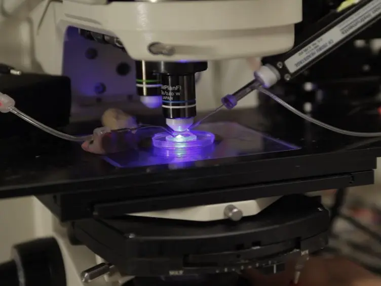JoVE Research Video for Preparation of Drosophila Central Neurons for in situ Patch Clamping