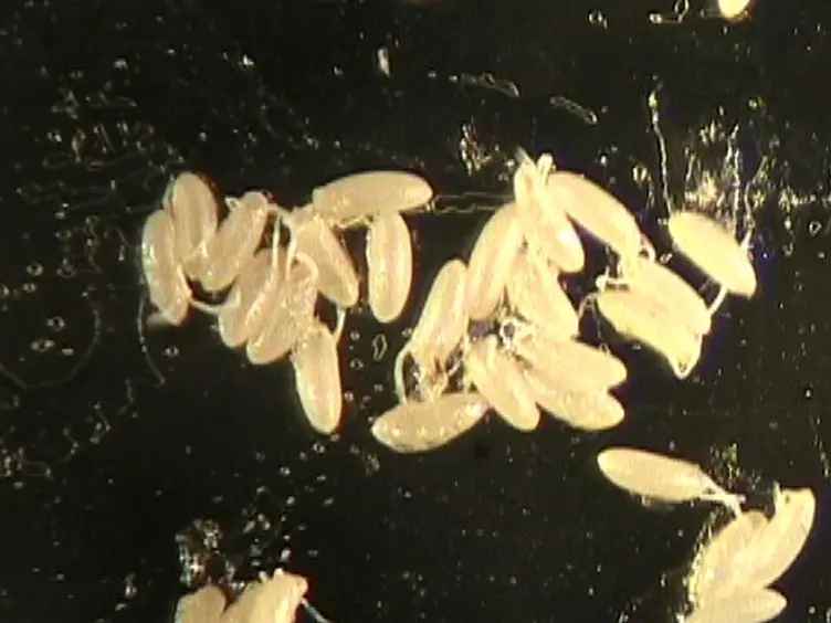 JoVE Research Video for Labeling of Single Cells in the Central Nervous System of Drosophila melanogaster