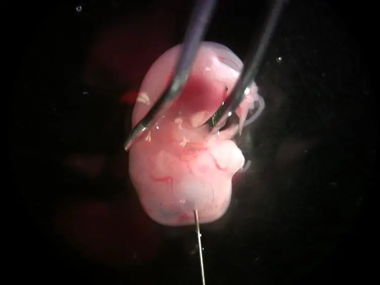 JoVE Research Video for Ex utero Electroporation and Whole Hemisphere Explants: A Simple Experimental Method for Studies of Early Cortical Development
