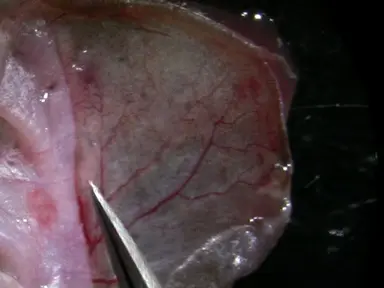 a custom multiphoton microscopy platform for live imaging of mouse cornea  and conjunctiva