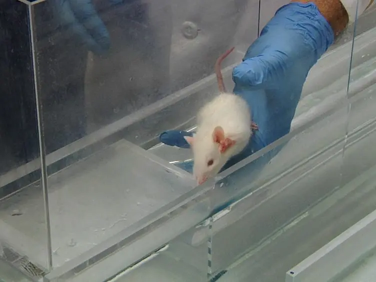 JoVE Research Video for Training Rats to Voluntarily Dive Underwater: Investigations of the Mammalian Diving Response