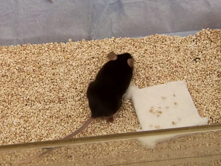 JoVE Research Video for A Hydrogel Construct and Fibrin-based Glue Approach to Deliver Therapeutics in a Murine Myocardial Infarction Model.