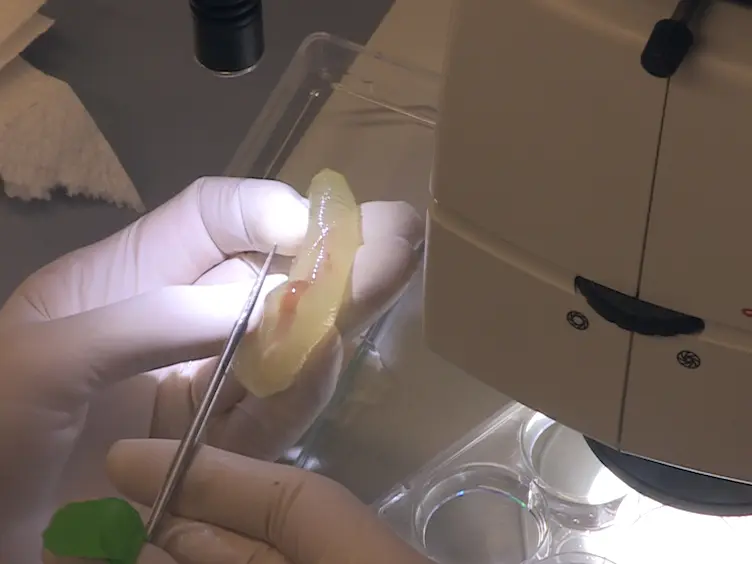 JoVE Research Video for Embryo Microinjection and Electroporation in the Chordate Ciona intestinalis