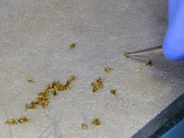 JoVE Research Video for Dissection and Immunofluorescent Staining of Mushroom Body and Photoreceptor Neurons in Adult Drosophila melanogaster Brains