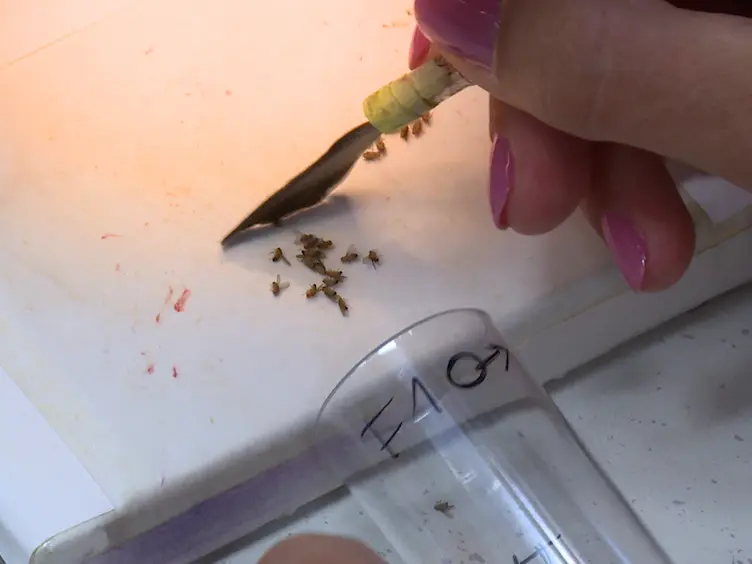 JoVE Research Video for Application of MultiColor FlpOut Technique to Study High Resolution Single Cell Morphologies and Cell Interactions of Glia in Drosophila