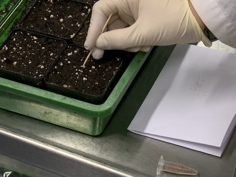 Analysis of <em>Arabidopsis thaliana</em> Growth Behavior in Different Light Qualities