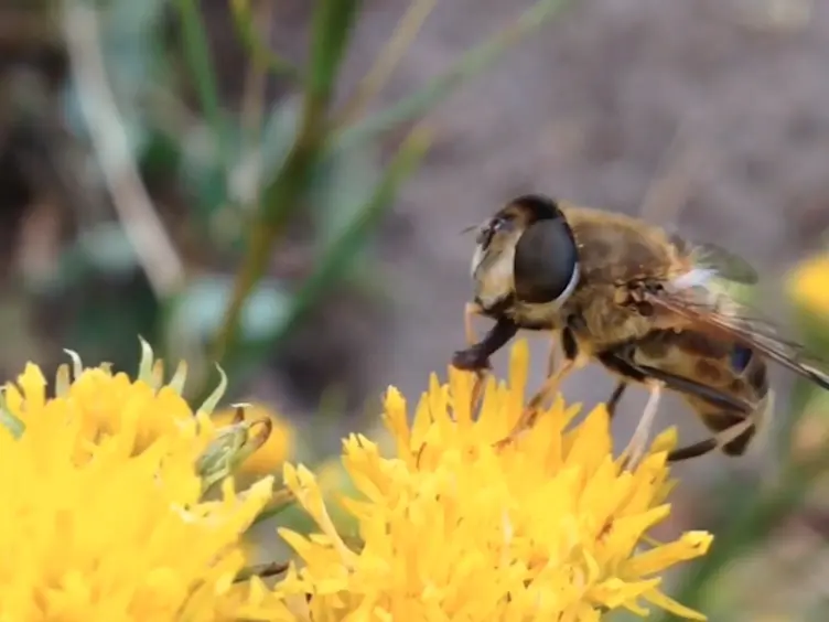 JoVE Research Video for Rearing and Long-Term Maintenance of Eristalis tenax Hoverflies for Research Studies