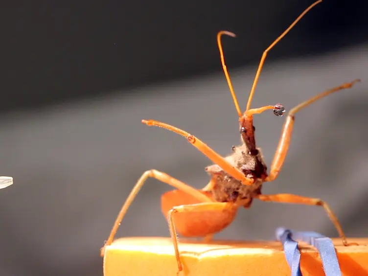 JoVE Research Video for Harvesting Venom Toxins from Assassin Bugs and Other Heteropteran Insects