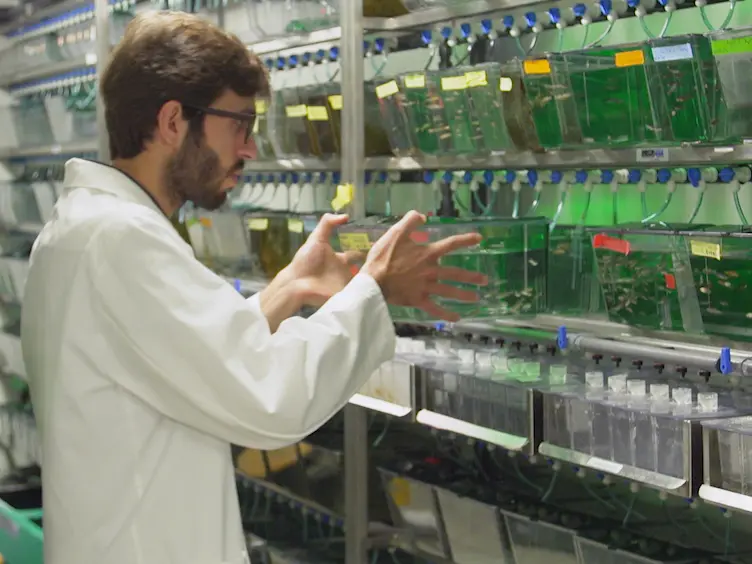 Culture and Transfection of Zebrafish Primary Cells