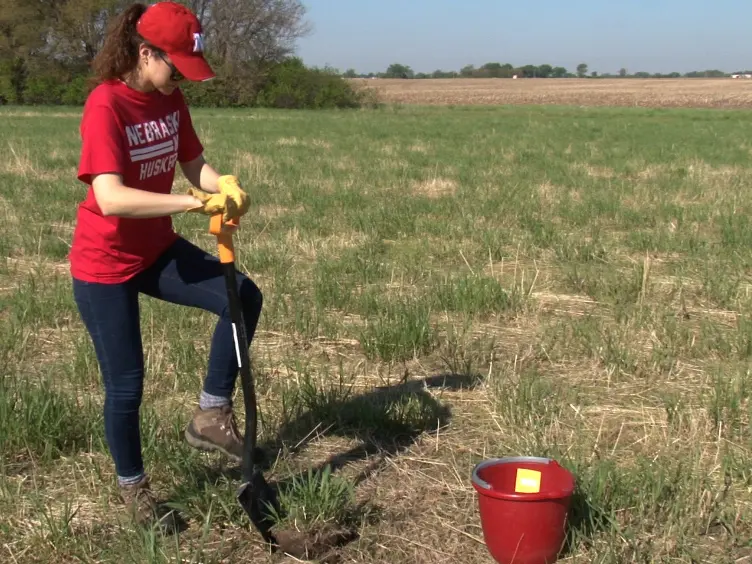 JoVE Research Video for Isolation and Analysis of Microbial Communities in Soil, Rhizosphere, and Roots in Perennial Grass Experiments