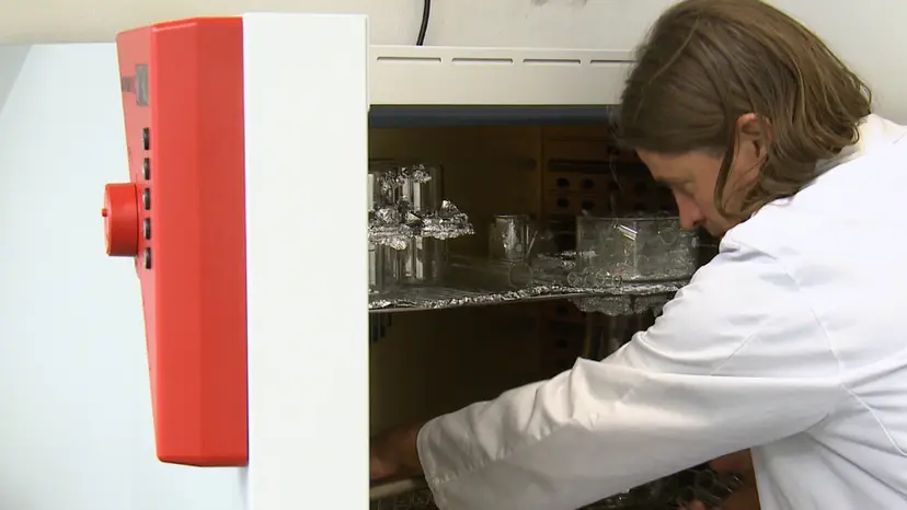 JoVE Research Video for A Wind Tunnel for Odor Mediated Insect Behavioural Assays