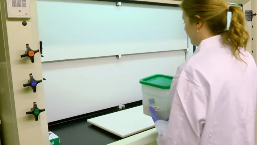 JoVE Research Video for Reverse Dissection and DiceCT Reveal Otherwise Hidden Data in the Evolution of the Primate Face