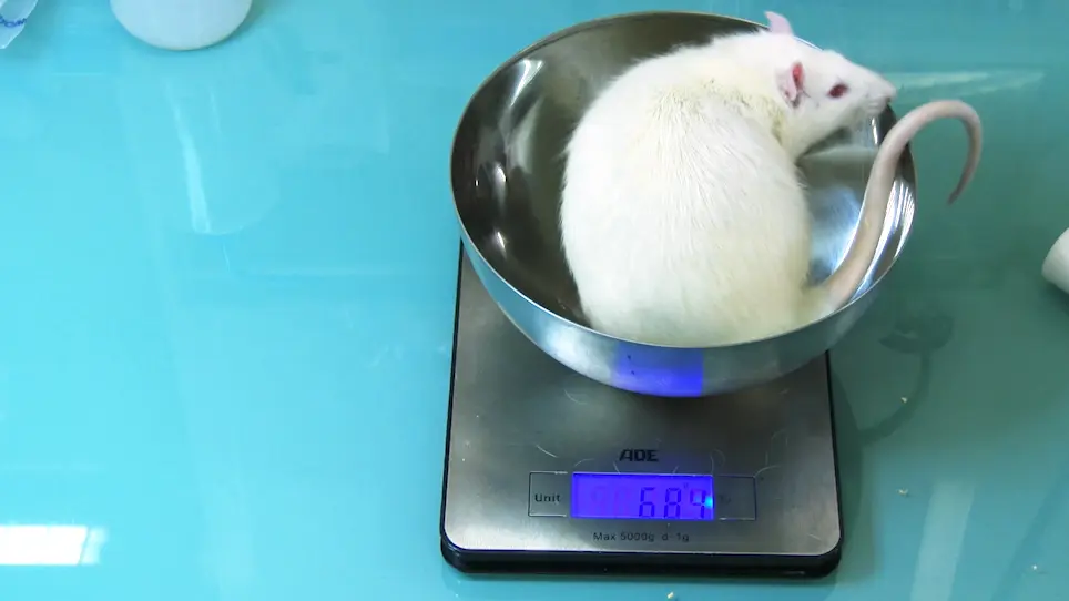 One-anastomosis Gastric Bypass (OAGB) in Rats