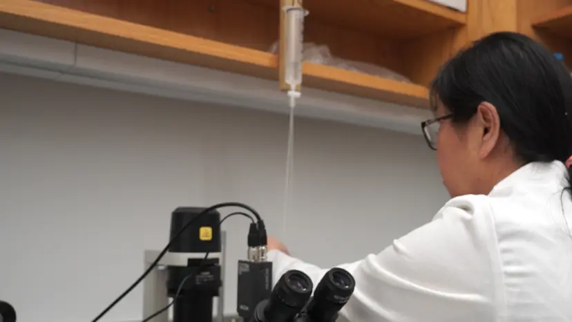 JoVE Research Video for Effects of Blast-induced Neurotrauma on Pressurized Rodent Middle Cerebral Arteries