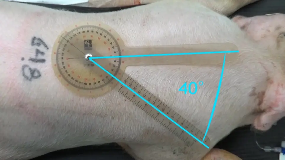Brachial Artery Catheterization in Swine