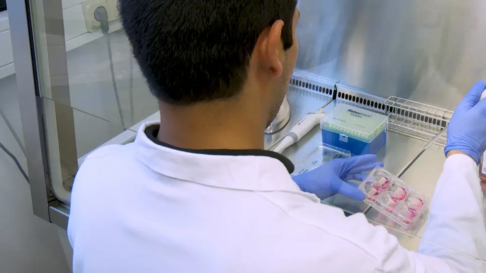 Scratch Migration Assay and Dorsal Skinfold Chamber for In Vitro and In Vivo Analysis of Wound Healing