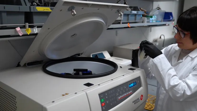 JoVE Research Video for Genetic Mapping of Thermotolerance Differences Between Species of Saccharomyces Yeast via Genome-Wide Reciprocal Hemizygosity Analysis