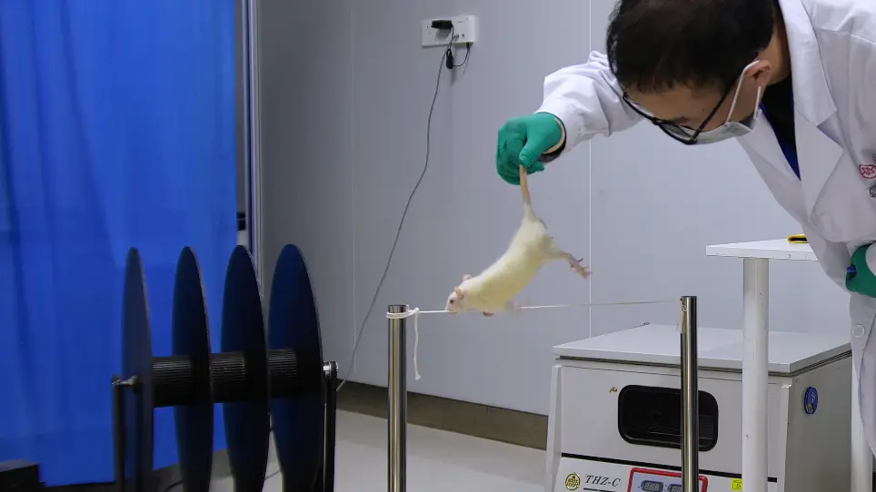 A Preclinical Model to Assess Brain Recovery After Acute Stroke in Rats