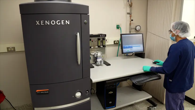 JoVE Research Video for Studying Triple Negative Breast Cancer Using Orthotopic Breast Cancer Model