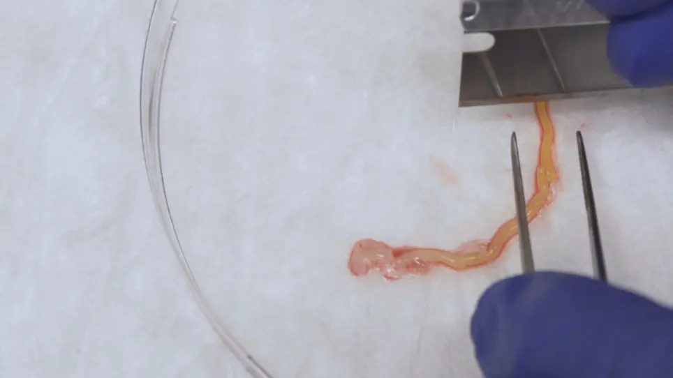 Recapitulating Suckling-to-Weaning Transition In Vitro using Fetal Intestinal Organoids