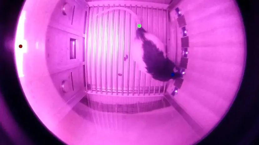 JoVE Research Video for Tracking Rats in Operant Conditioning Chambers Using a Versatile Homemade Video Camera and DeepLabCut