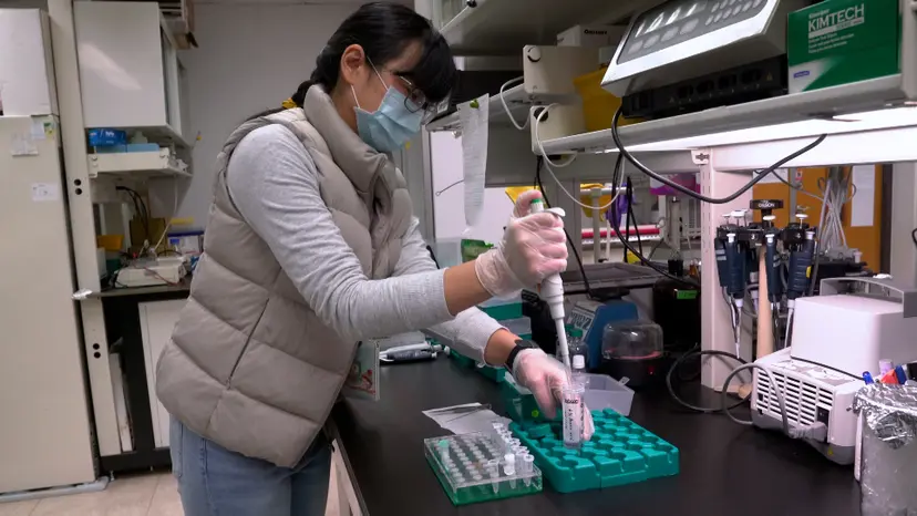 JoVE Research Video for Phosphoproteomic Strategy for Profiling Osmotic Stress Signaling in Arabidopsis
